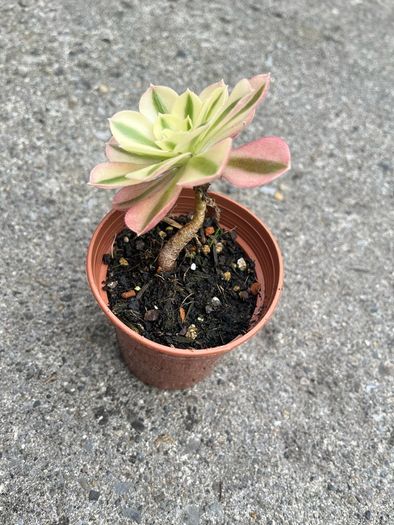 plant