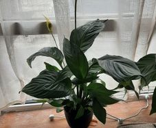Plant