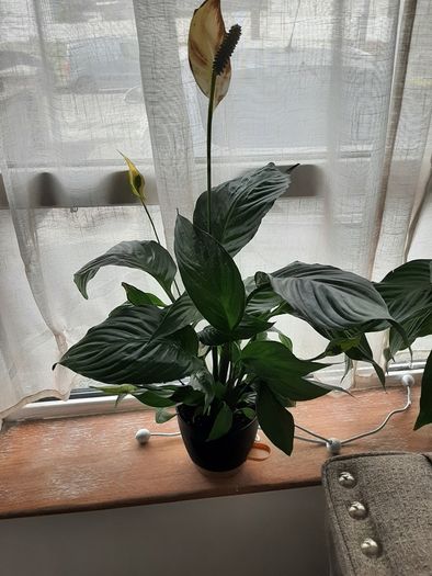 Plant