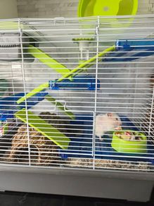 3 months old Syrian Hamster