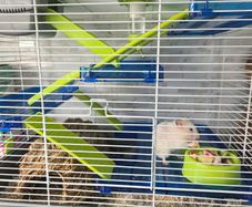 3 months old Syrian Hamster