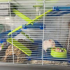 3 months old Syrian Hamster