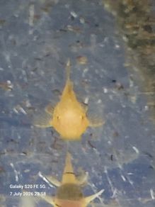 albino bristlenose plecos