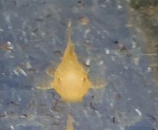 albino bristlenose plecos