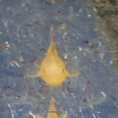 albino bristlenose plecos