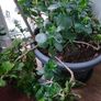 House plant Image 3