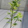 Evergreen shrub - Euonymus Image 3