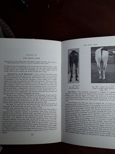 Points of the Horse, Capt. M. Horace Hayes