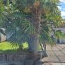 Two Mature Windmill Palm  (Trachycarpus fortunei) Image 2