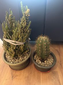 Cacti  Plant Set
