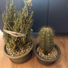 Cacti  Plant Set