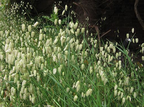 (G) Greater Quaking Grass seeds 2g (184649)