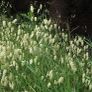 (G) Greater Quaking Grass seeds 2g (184649) Image 3