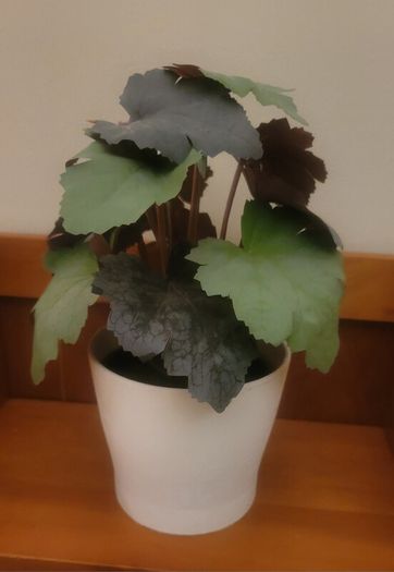 Artificial Plants in Ceramic Pots x2