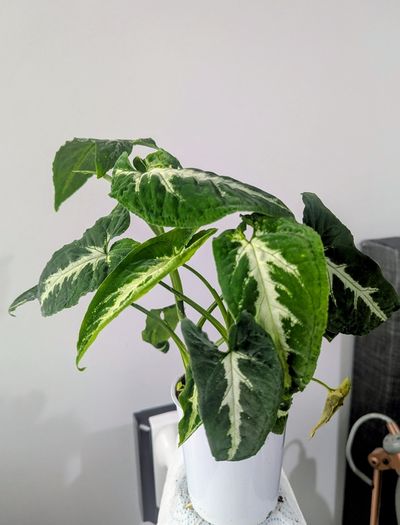 Syngonium Wendlandii Plant