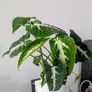 Syngonium Wendlandii Plant Image 2