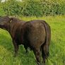 AngusBull Image 2