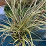 Evergreen plant Image 9