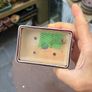 bonsai pot Image 2