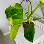 Philodendron Jose Bueno Plant Image 5