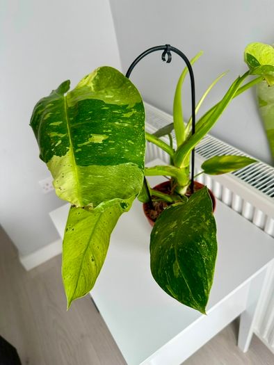Philodendron Jose Bueno Plant