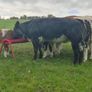 Show grade BBX heifer Image 2