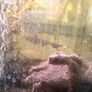 Black Ghost Knife fish Image 2
