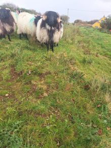 Ram lamb
