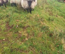 Ram lamb
