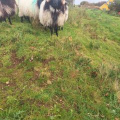 Ram lamb