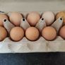 Hatching eggs Image 5