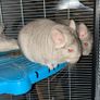 Female Sister Chincillas Image 3