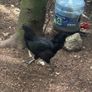 chickens Image 6