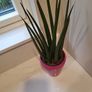 Sansevieria Cylindrica planter Image 4