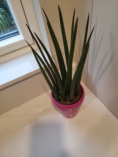 Sansevieria Cylindrica planter