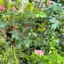 garden plants Image 2