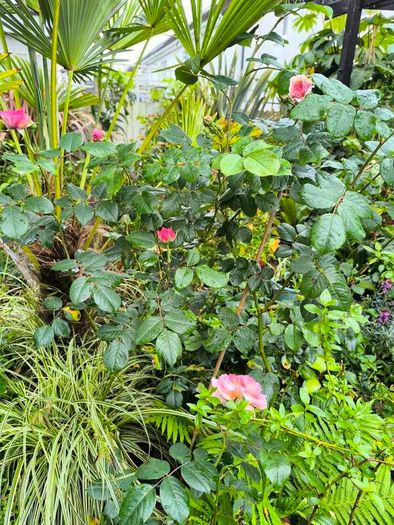 garden plants