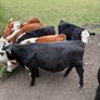 Organic cattle Image 5