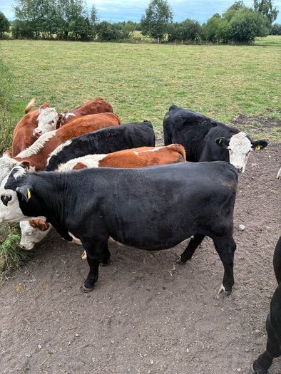 Organic cattle