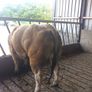 Aubrac bull Image 6