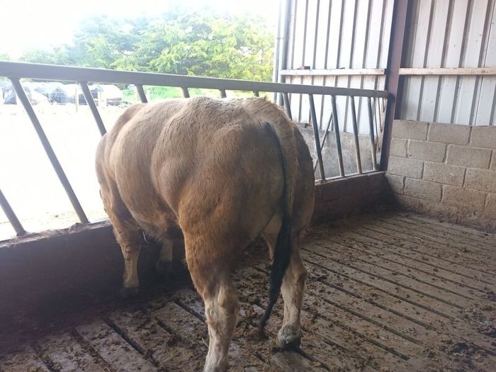 Aubrac bull