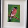 Original Pastel Paintings of Irish Garden Birds Image 2