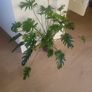 Philodendron Xanadu Image 3
