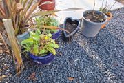 Plants and Glazed pots
