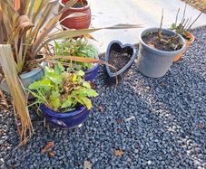 Plants and Glazed pots