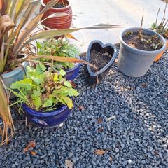 Plants and Glazed pots