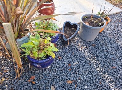 Plants and Glazed pots