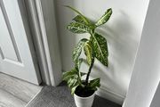 Dieffenbachia / Dumb Cane Indoor Plant with White Pot