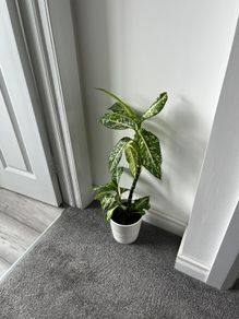 Dieffenbachia / Dumb Cane Indoor Plant with White Pot