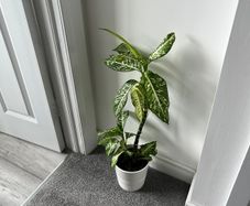 Dieffenbachia / Dumb Cane Indoor Plant with White Pot
